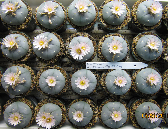 Lophophora Williamsii var. texana sales tray of plants in flower